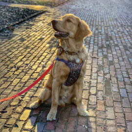 Photo of a golden retriever sitting on a brick path on the USC horsehoe